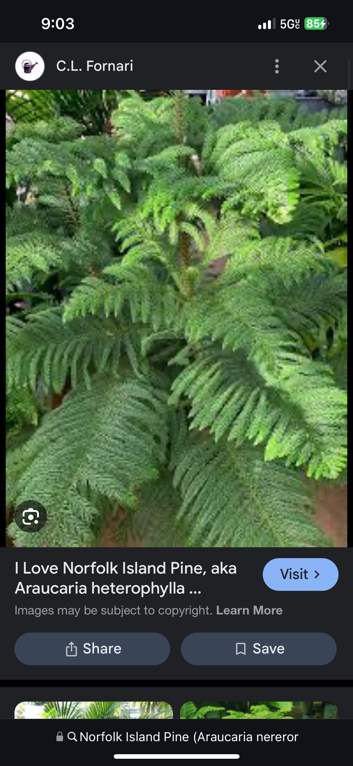 <p>• Pine leaves</p>
