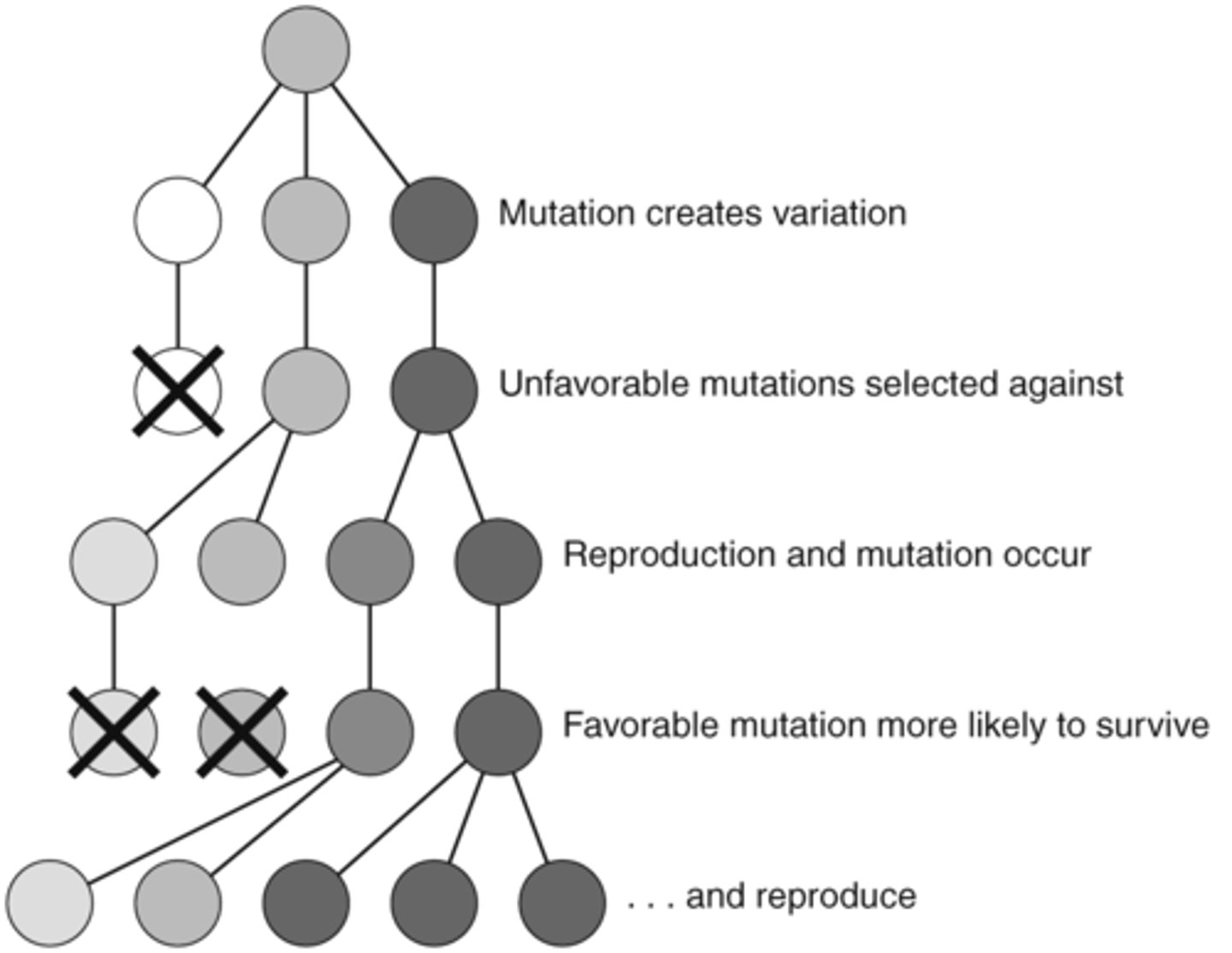 <p>only the organisms best adapted to their environment tend to survive and transmit their genetic characters in increasing numbers to succeeding generations while those less adapted tend to be eliminated.</p>