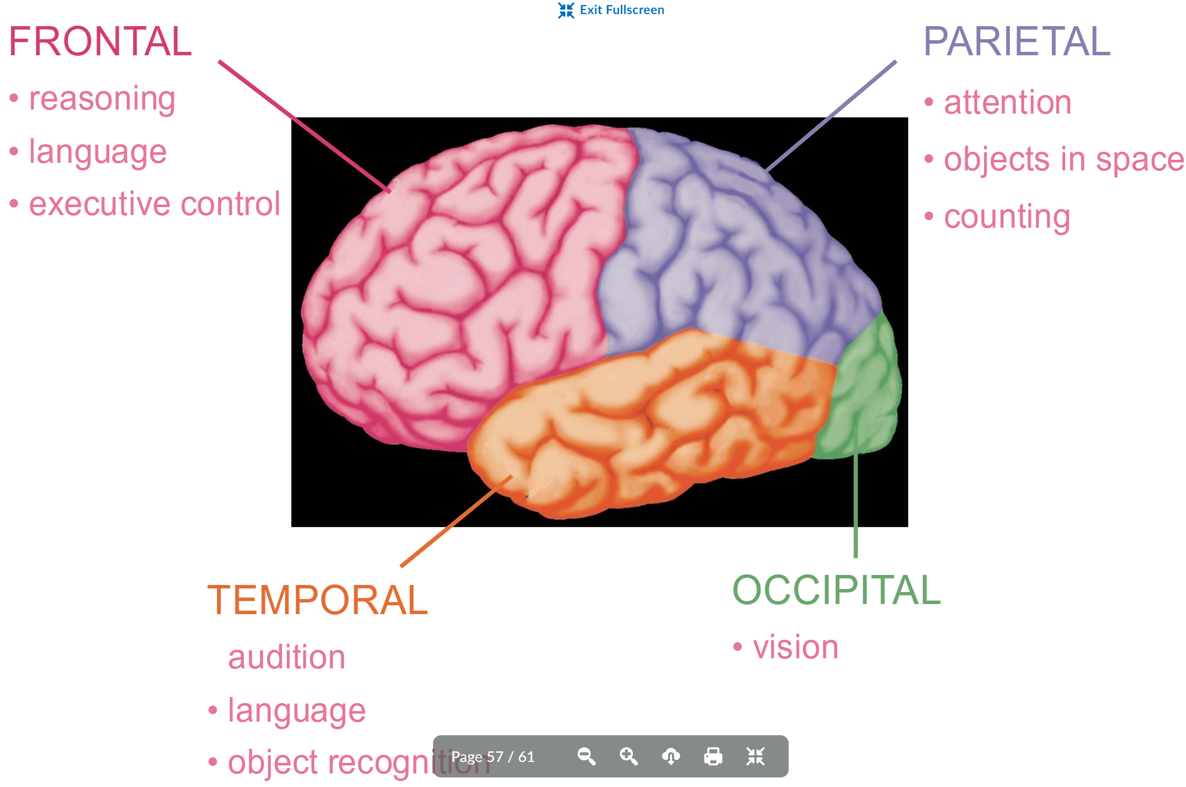 <p>audition</p><p>language</p><p>object recognition</p>