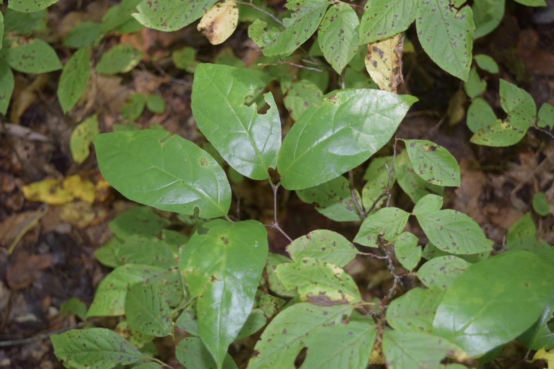 <p>sweetshrub</p>