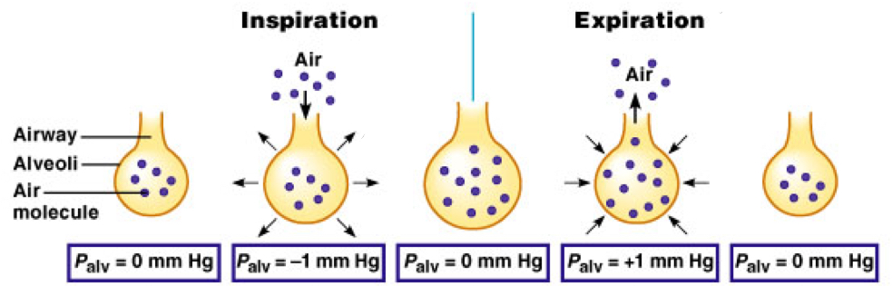 <p>What does a graph for the intra-alveolar pressure look like? Why does it look like that? What about breath volume?</p>