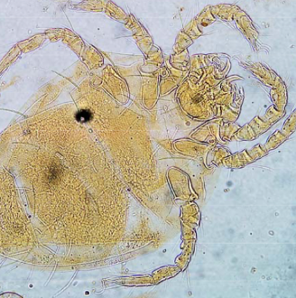 <ul><li><p>mostly free living with some parasitic adaptations </p></li><li><p>morphology: orange - red </p></li><li><p>seasonal: late summer, early autumn </p></li><li><p>habitat: grain storage areas </p></li><li><p>predilection site: ears, eyes, toes (in humans = feet) </p></li><li><p>parasitic: only larval stages </p></li><li><p>hosts: not host specific, dogs, cats, birds, rabbits zoonotic </p></li><li><p>Neotrombicula, Trombicula, Neoschoengastia americana (chigger mites, scrub itch mites, harvest mites) </p></li></ul>