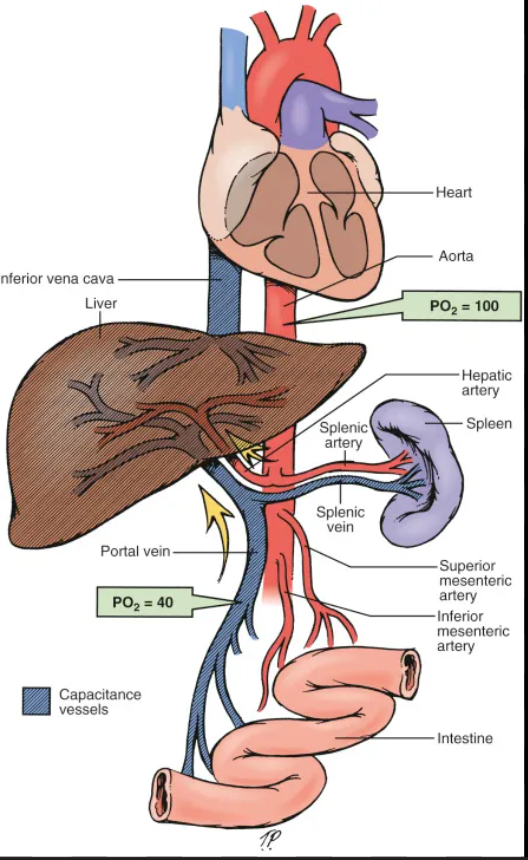 <ul><li><p>Splanchnic=related to viscera</p></li><li><p>portal system=back to back capillary beds</p></li></ul><p>includes Arteries that branch off the abdominal aorta to serve the digestive organs</p><ul><li><p>Hepatic, splenic, and left gastric of the celiac trunk (serve the liver, spleen and stomach)</p></li><li><p>Inferior and superior mesenteric (serve small and large intestine)</p></li></ul><p>Venous return from much of the abdominopelvic region is via inferior vena cava.</p><p>Venous return from the digestive viscera is indirect via the hepatic portal circulation.</p><p></p>