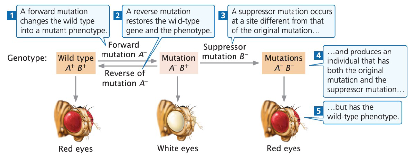 <p><strong>Forward Mutation</strong><br> Changes the wild-type gene into a mutant phenotype</p><p><strong>Reverse Mutation</strong><br> Restores the wild-type gene and phenotype</p><p><strong>Suppressor Mutation</strong><br> Occurs at a different site than the original mutation<br> Individual carries both the original mutation and the suppressor mutation<br> Phenotype appears wild-type despite the original mutation</p><p><strong>Example Genotype</strong><br> Wild type: A⁺ B⁺<br> Forward mutation produces a mutant<br> Suppressor mutation restores the wild-type phenotype without changing the original mutant nucleotide sequence</p>