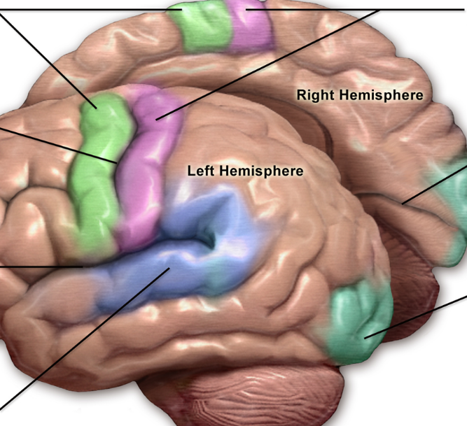 <p>Light Blye / Turquoise</p>