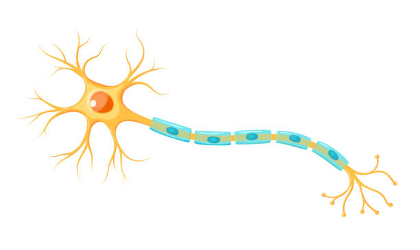 <p>Part that transmits information from cell body via action potential to the axon terminal - long section</p>