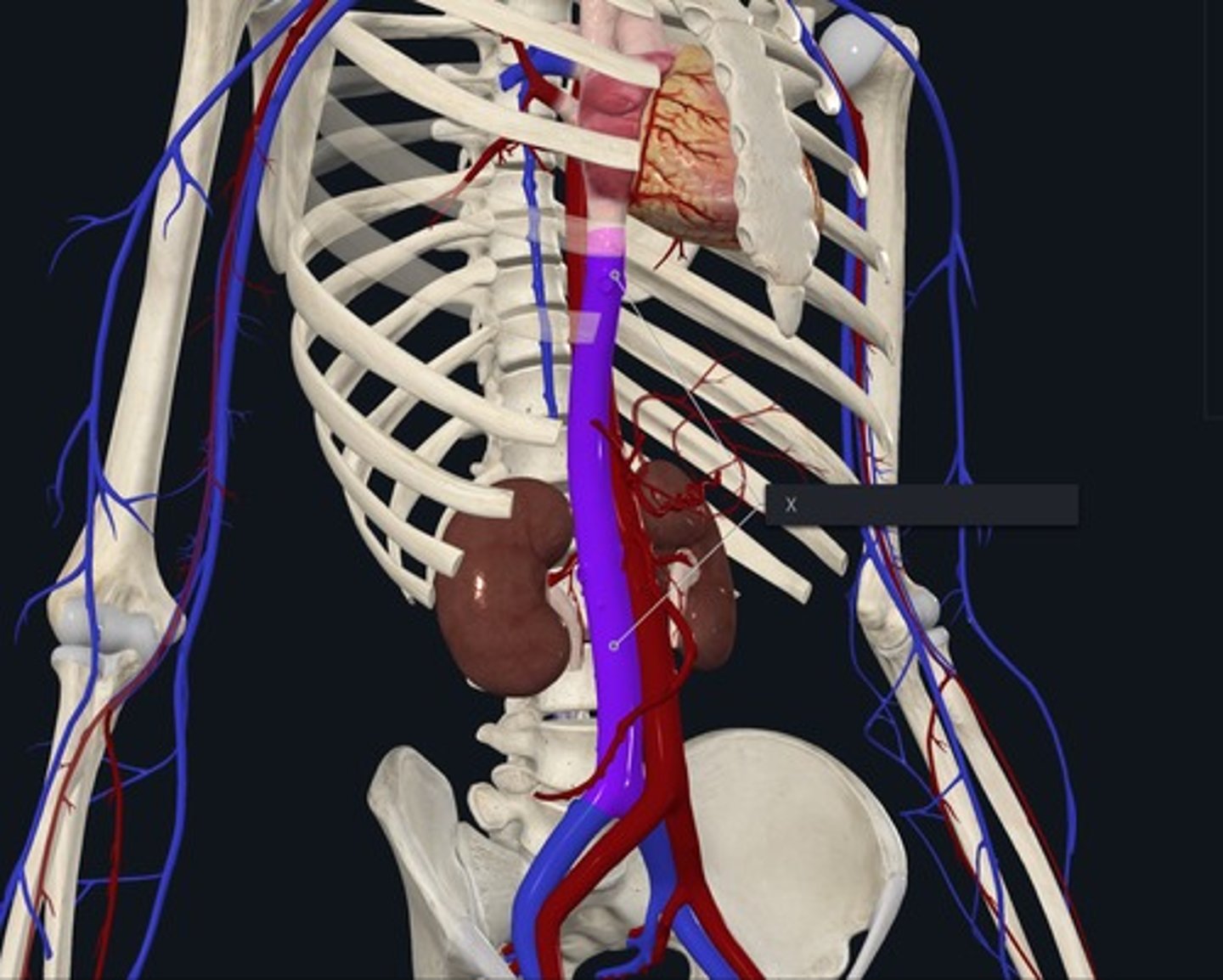 <p>Name the Vessel highlighted purple and marked with the X</p>