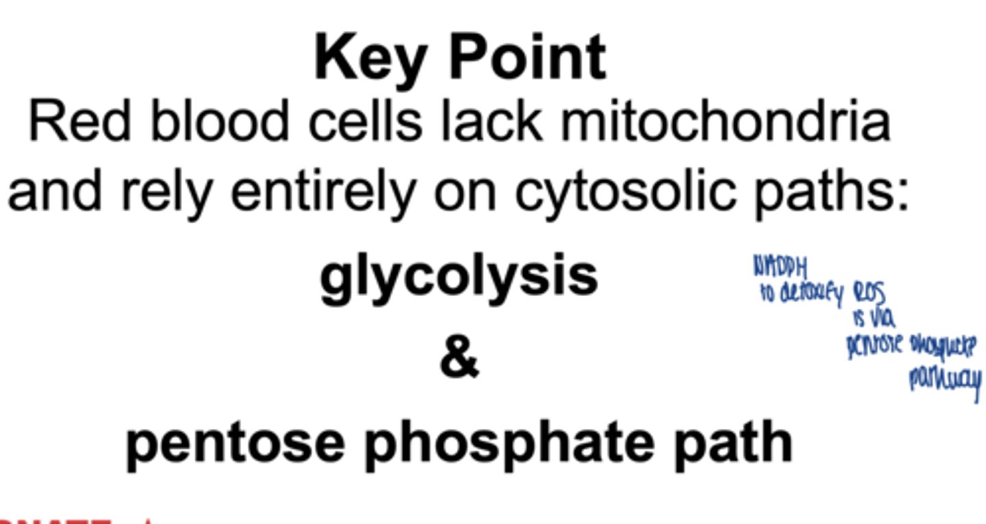 <p>- no mitochondria</p><p>- PPP is their ONLY source of NADPH</p><p>**rely solely on cytosolic paths: glycolysis &amp; pentose phosphate path**</p>