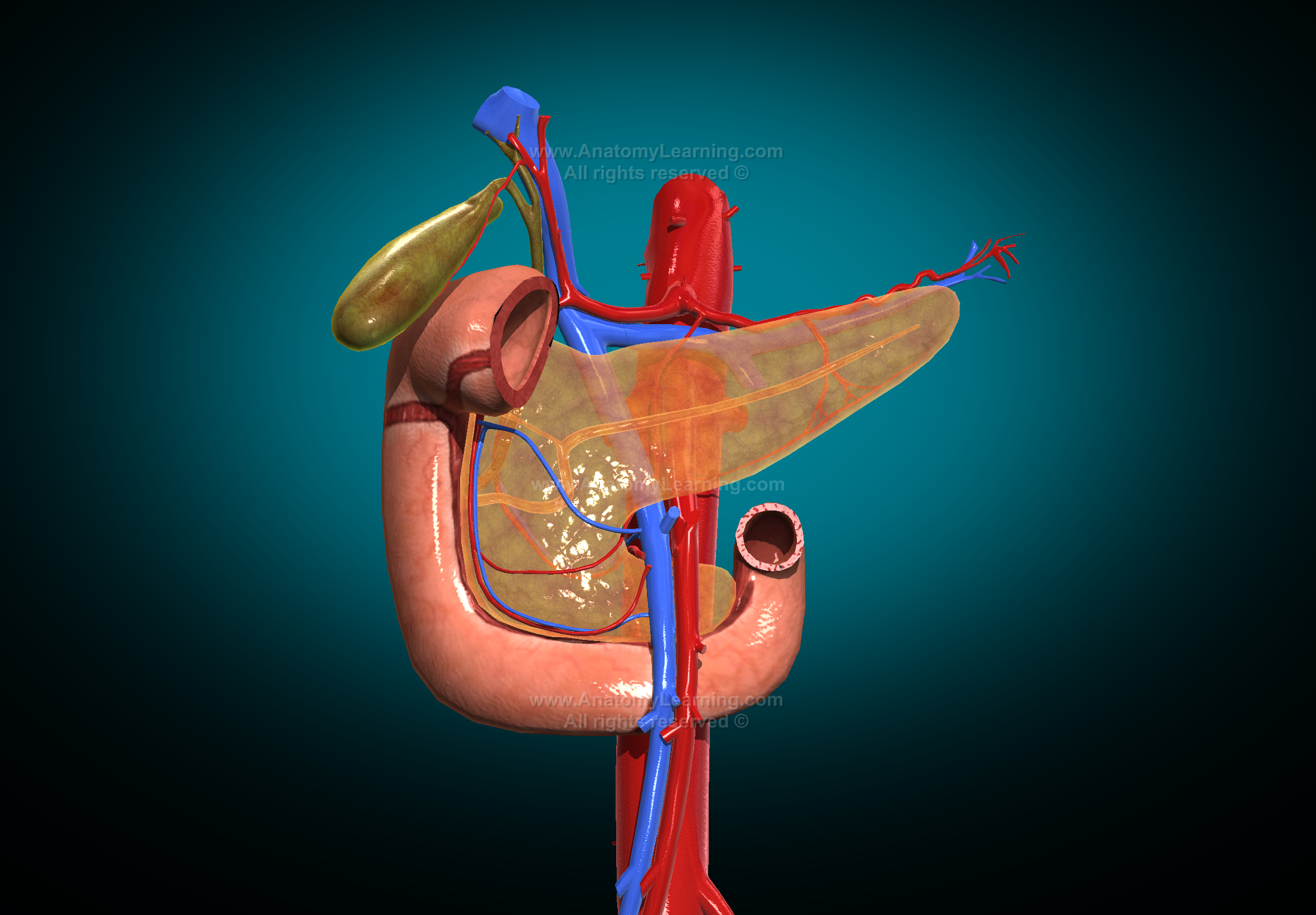 <ul><li><p>aorta brzuszna / abdominal aorta</p></li><li><p>ż. główna dolna / inferior vena cava</p></li><li><p>lewy m. lędźiwowy większy / m. psoas major sinister</p></li><li><p>naczynia nerkowe lewe / left renal vessels</p></li></ul>