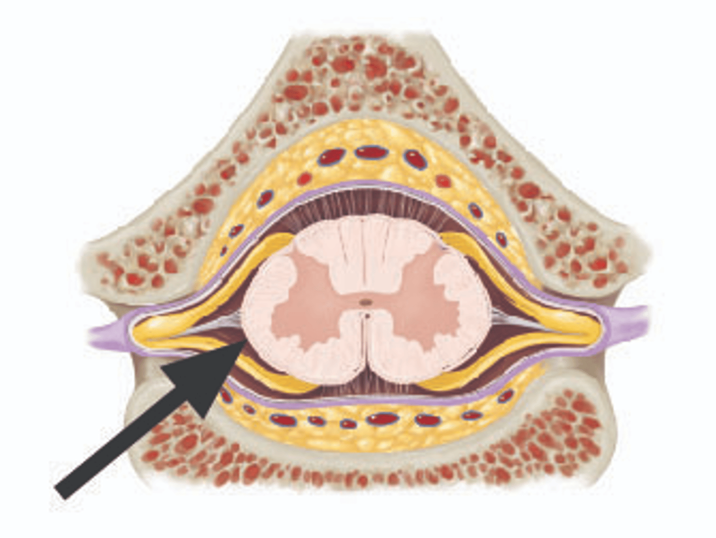 <p>Identify structure.</p>