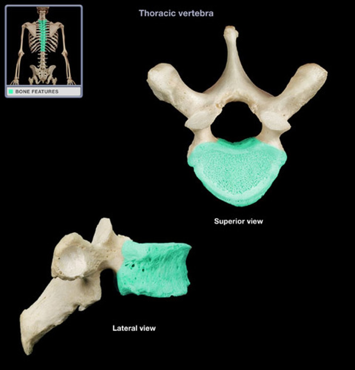 <p>12 total (T 1-T 12), vertebrae with circular vertebral foramen and long spinous process</p>