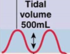 <p>-        Amount of air that enters/exits the lungs during quiet respiration</p>