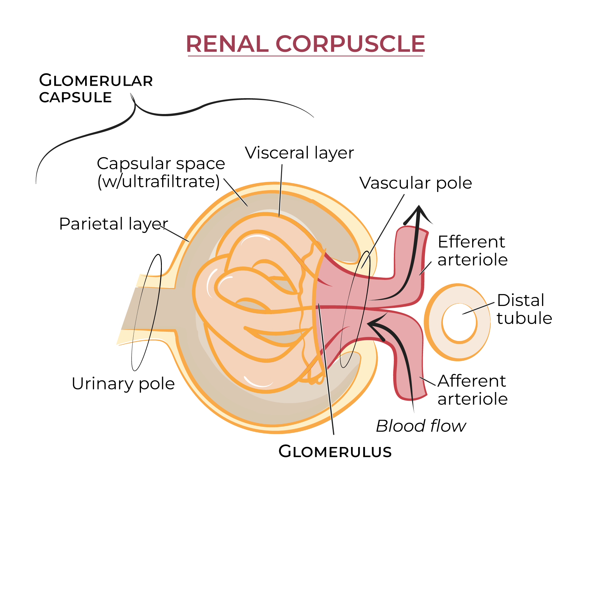 <p>The renal corpuscle is where plasmids are filtered out by the blood (called <strong>filtrate </strong>or <strong>pre-urine</strong>)</p>