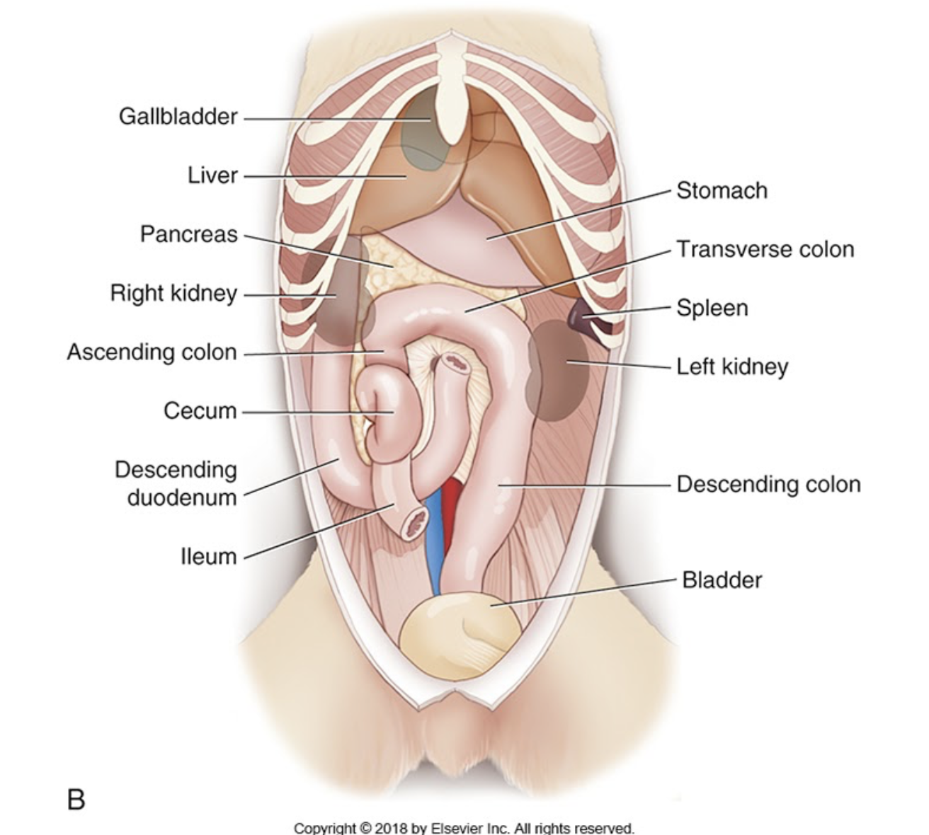 <p>abdominal organs</p>