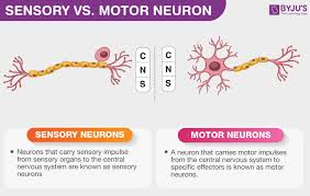 <p>The main difference is direction of information flow</p><ul><li><p>Sensory neurons carry signals from the body’s receptors (like eyes, skin, etc) towards the CNS</p></li><li><p>Motor neurons carry signals away from the CNS to cause a response (like by activating muscles or glands)&nbsp;</p></li></ul><p></p>