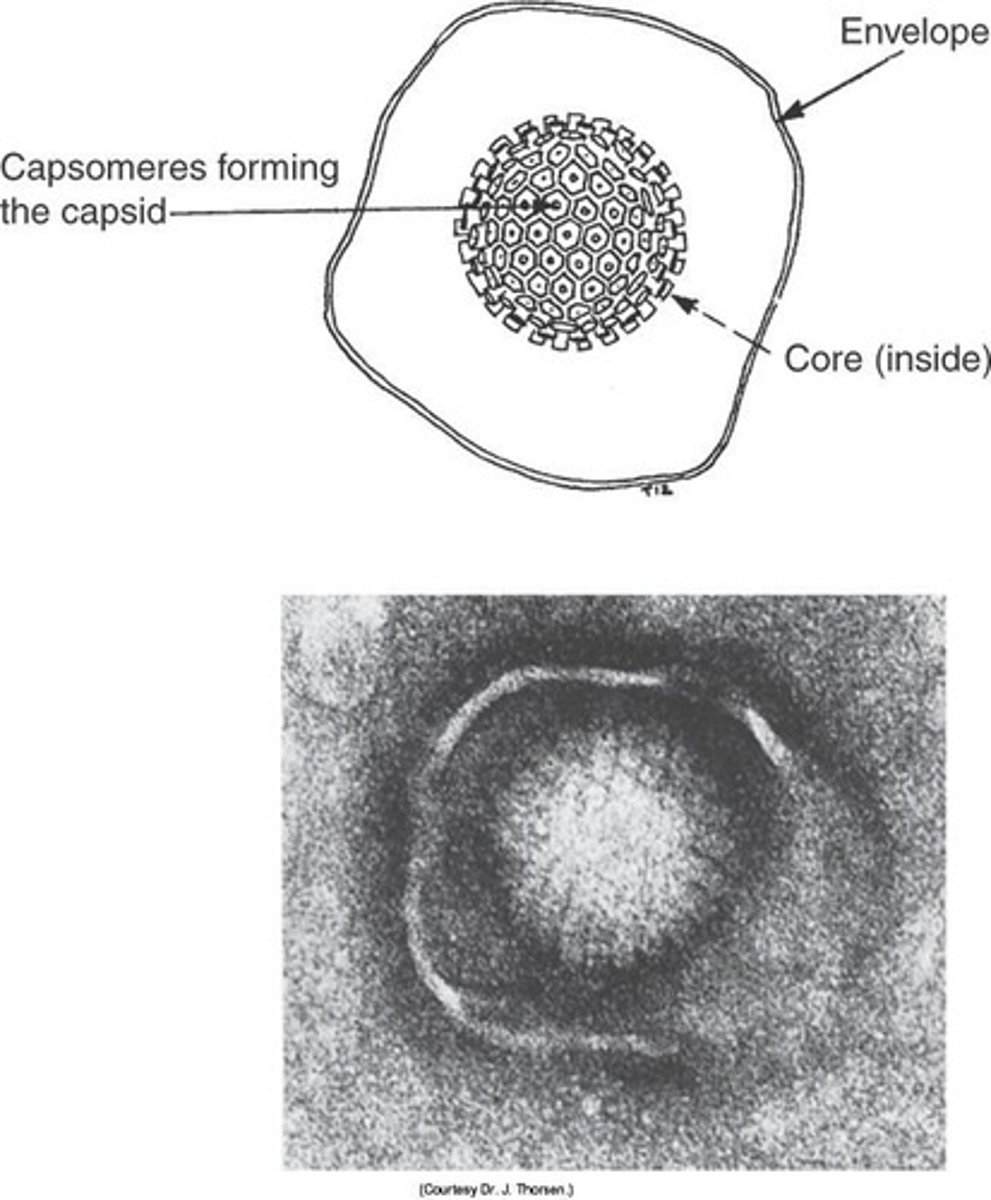 <p>Antigens that include bacterial, viral, fungal, and protozoal and helminthic parasite antigens.</p>