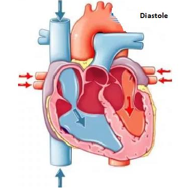 De tricuspidalisklep en de mitralisklep zijn open en de pulmonalisklep en aortaklep zijn dicht. De ventrikels vullen zich.