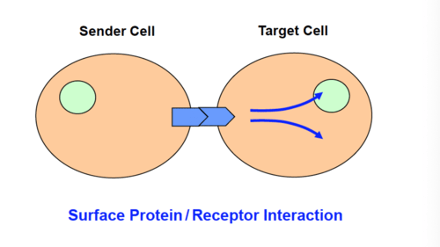 <p>Cell membranes facilitate communication between cells.</p>