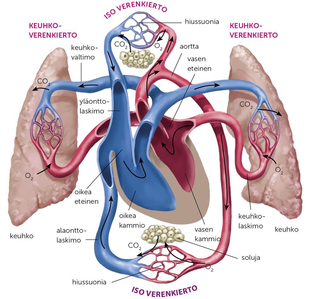 verenkulku pienessä ja isossa verenkierrossa