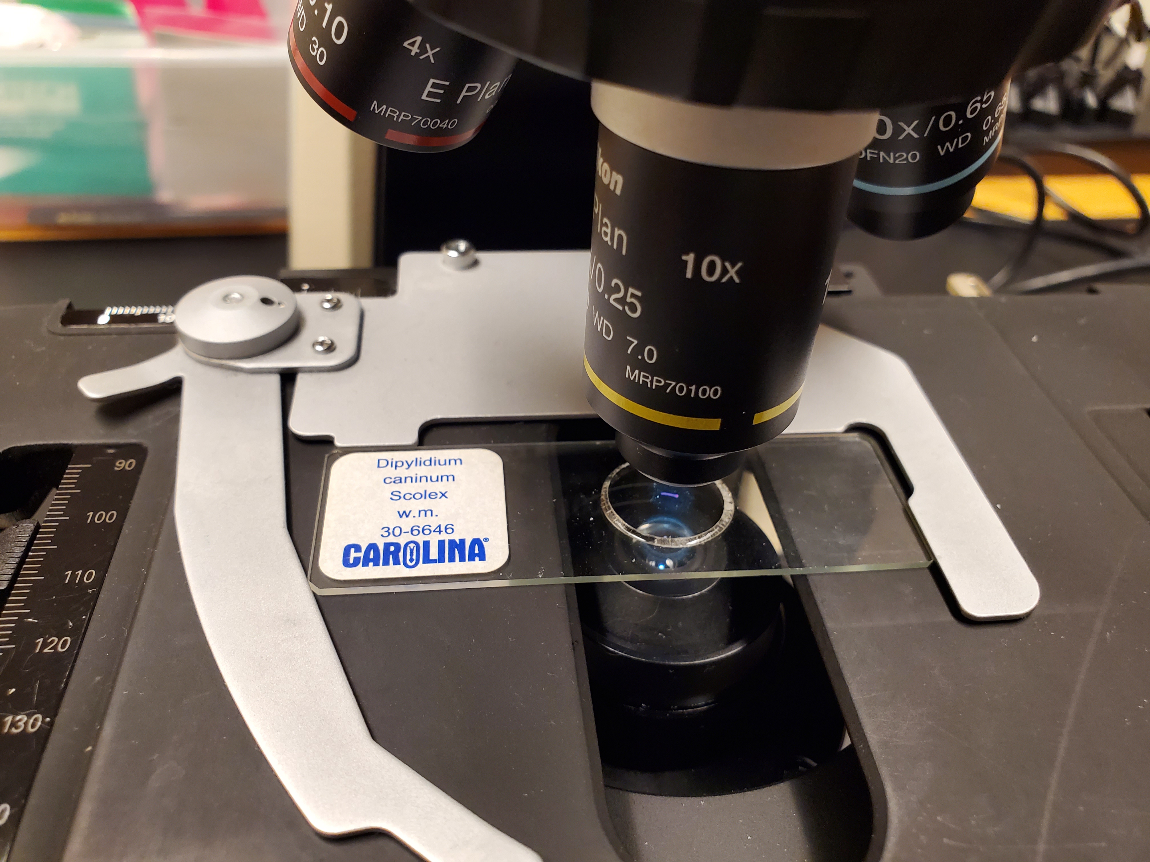 <p>Dipylidium caninum</p><ul><li><p>Part shown: Scolex</p></li></ul><p></p>