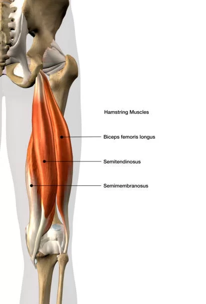 <p>Part of the psoterior compartment of the thigh, </p><p></p><p>has two heads, long and short, and most lateral muscle in posterior thigh </p><p></p><p>attachments: long head originates from ischial tuberosity of pelvis</p><p></p><p>short head originates from linea asper on posterior surface of femur</p><p></p><p>together form a tendon which inserts into head of fibula</p><p></p><p>action: flexion at knee and extnetion at hip, lateral rotation at hip and knee </p><p></p><p>innervationL long head innervcated by tibial part of sciatic nerve, short head innervated by common fbibular part of sciatic nerve </p><p></p><p>artery: brnaches from profunda femoris </p>