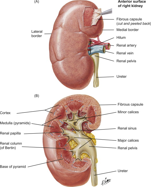 <p>The <strong>innermost protective layer</strong> directly surrounding the kidney.</p>