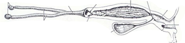 <p>Repro tract of bitch - What are each of the arrows?</p>