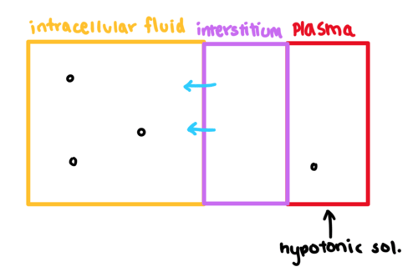 <p>- decreased osmolality in plasma</p><p>- water moves from plasma to interstitial fluid and cells</p><p>- smaller plasma volume &amp; lack of solute in circulation</p><p>- increase in fluid/water in tissues, tissues may swell</p>