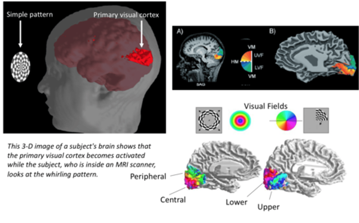 <p>Visual processing</p>