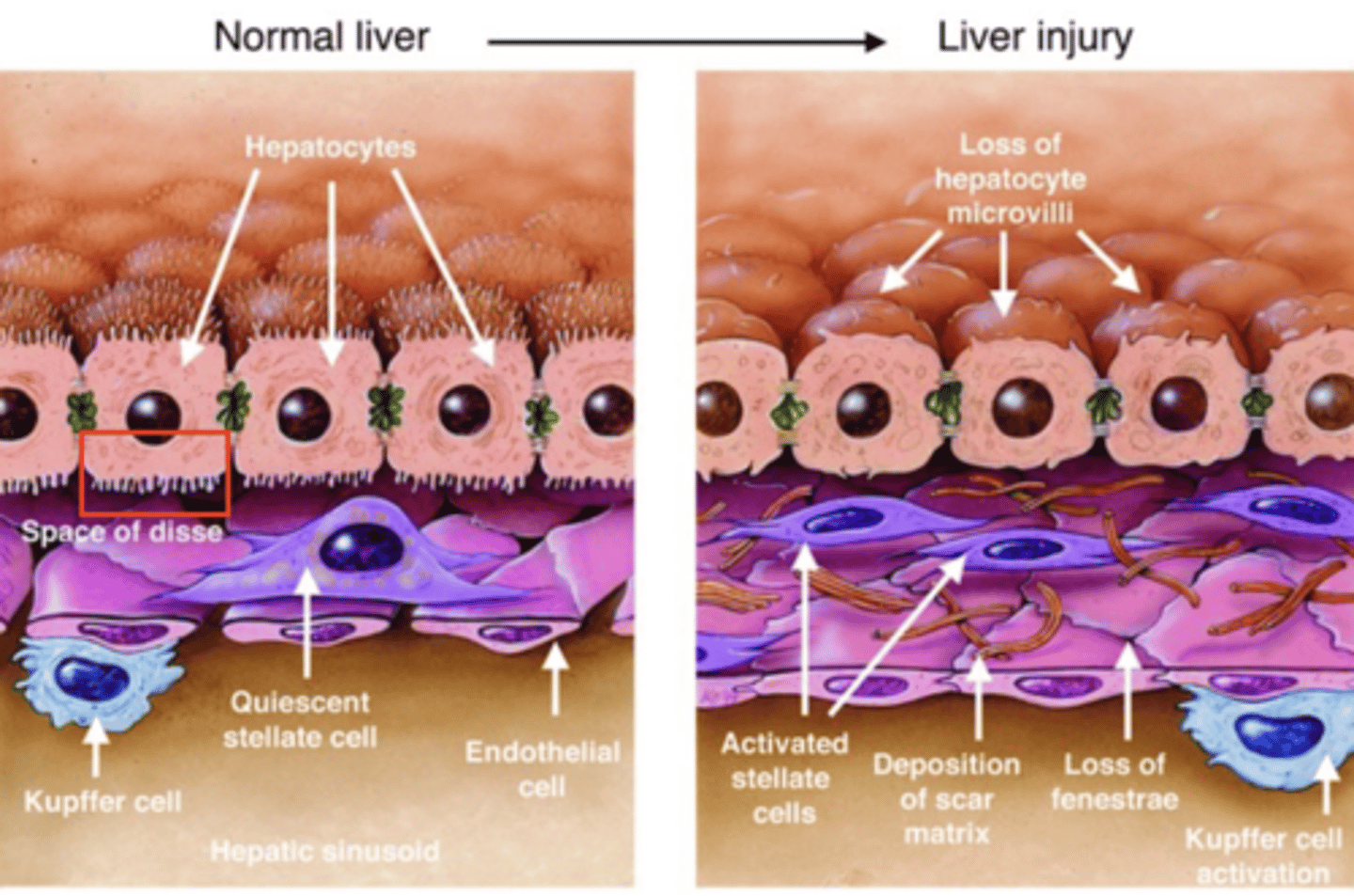 <p>microvilli: increase the surface area within these channels.</p>