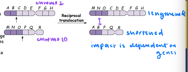 <p>translocation</p>