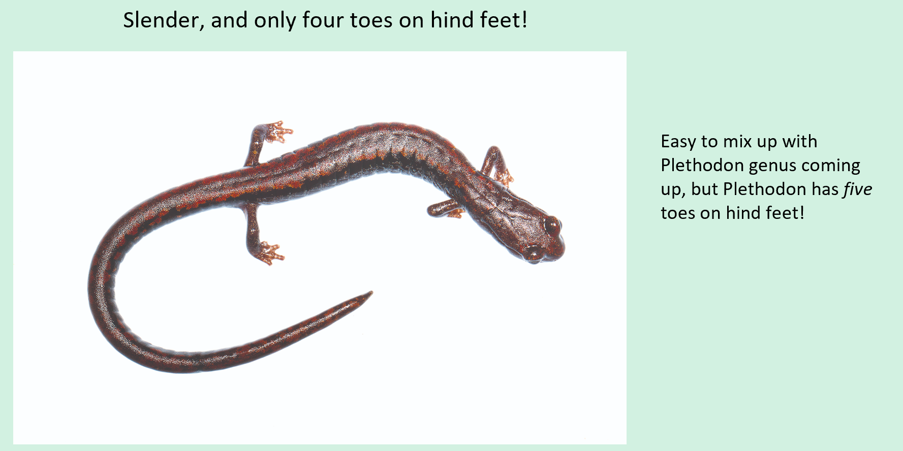 <ul><li><p>Plethonidae</p></li><li><p><span>Slender salamanders</span></p></li><li><p><span>Only four toes on hind feet</span></p></li><li><p><span>Two major clades</span><br><span>within the group.</span></p></li><li><p><span>The B. attenuatus clade is uniformly slender and elongate,</span><br><span>“worms with legs”</span></p></li><li><p><span>The B. robustus group is more robust, longer limbs, head</span><br><span>shape reminiscent of Hydromantes.</span></p></li></ul><p></p>