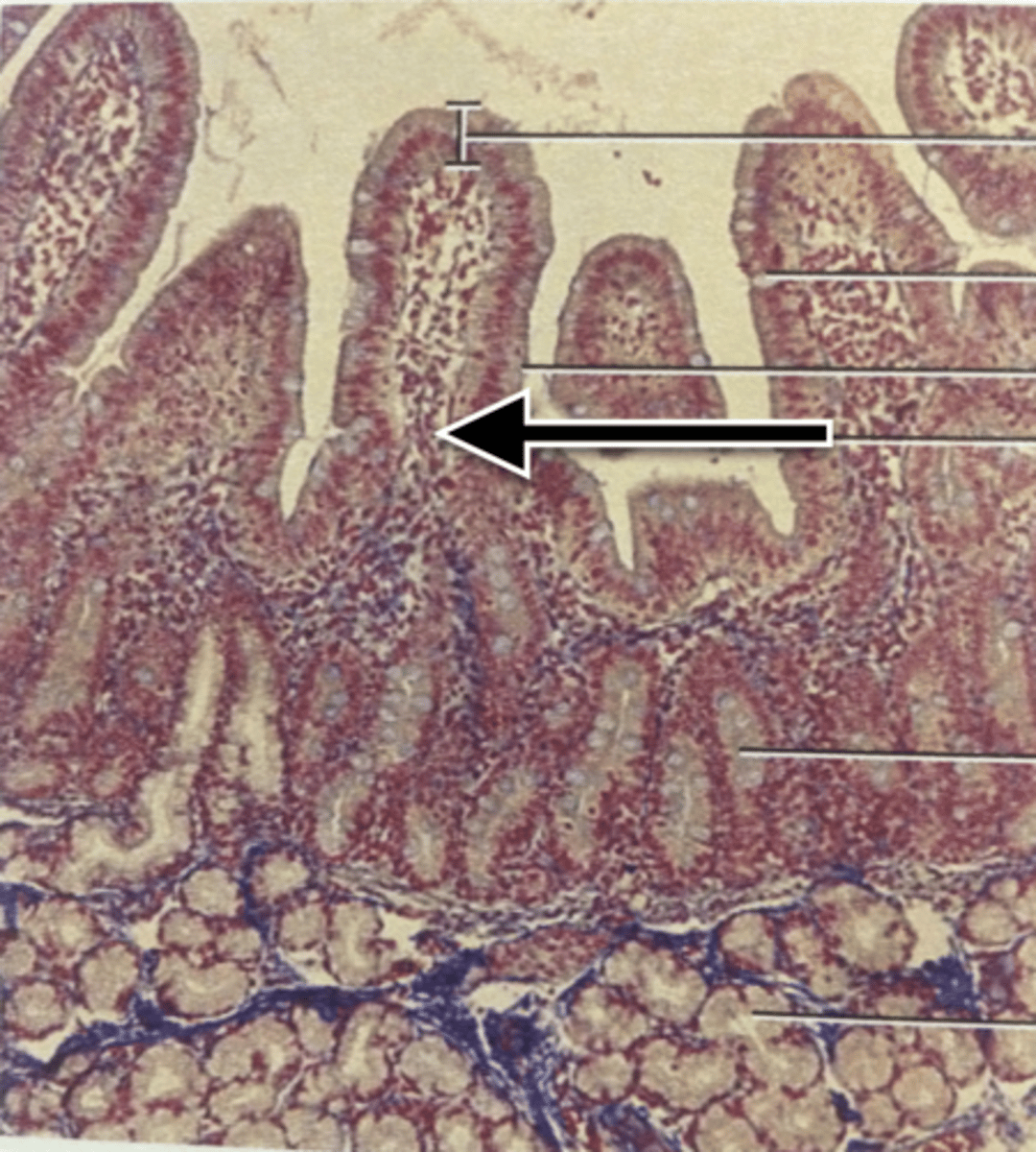 knowt flashcard image