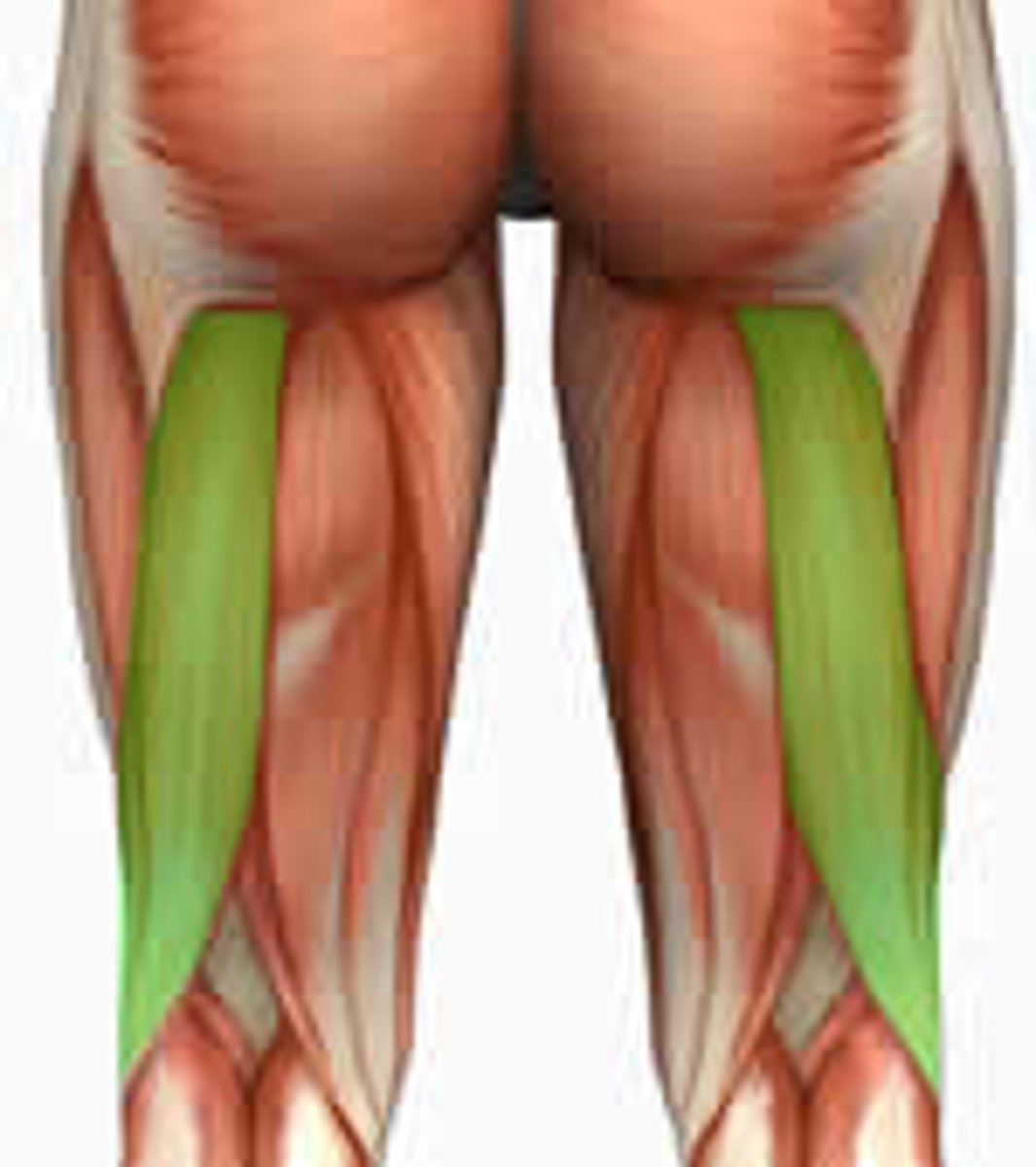 <p>flexes leg and extends thigh; lateral hamstrings</p>