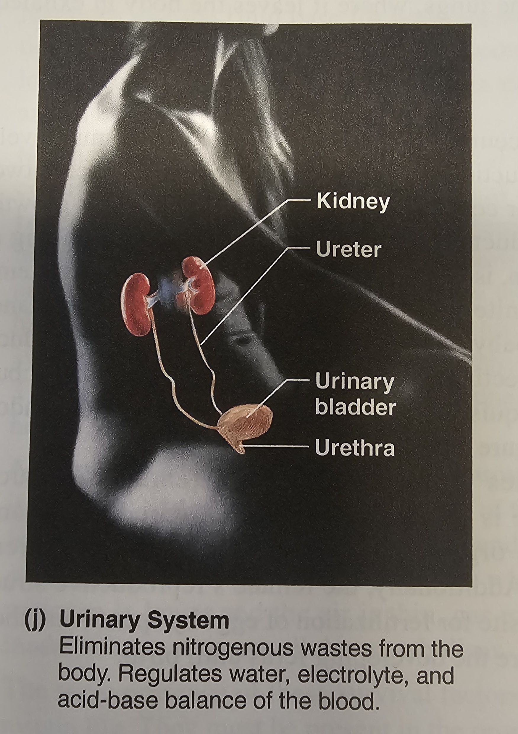<p>kidneys<span>, </span>ureters<span>, </span>bladder<span> and </span>urethra</p>