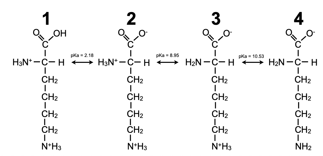 <p>What form is correct for neutral pH?</p>