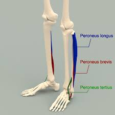 <p>O: Head &amp; Proximal 2/3 shaft of fibula</p><p>I: Metatarsal 1 &amp; Medial Cuneiform&nbsp;</p><p>A: Evert &amp; Plantarflex foot</p>