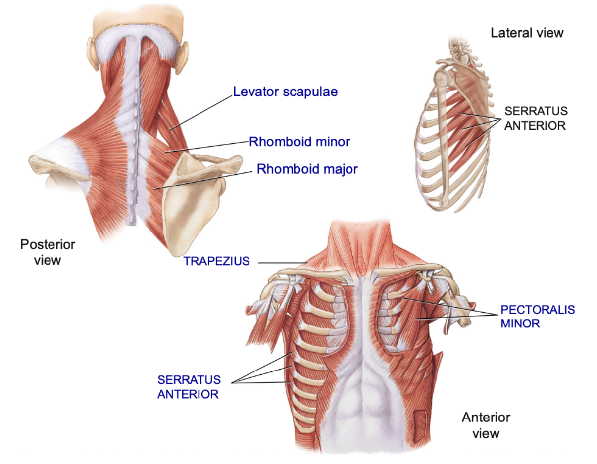 <p><span style="background-color: transparent;"><span>muscles that attach the upper limbs to the body and move/stabilize the scapula and clavicle </span></span></p><p><span style="background-color: transparent;"><span>⤷ will originate on the axial skeleton – limbs are connected to the scapula </span></span></p><ul><li><p>incl. trapezius, levator scapulae, rhomboideus/rhomboid (minor and major), serratus anterior, pectoralis minor </p></li></ul><p></p>