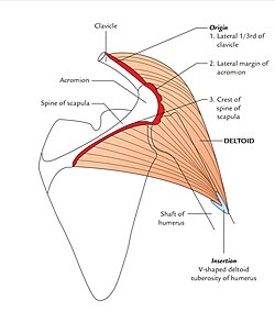 <p>Deltoid Origin </p>