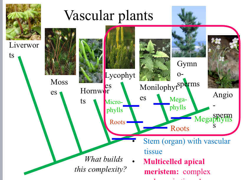 <p>Vascular Plants </p>