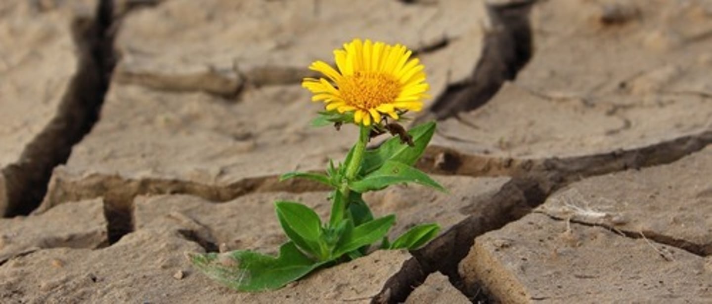 <p>the ability of an ecosystem to recover from disturbances</p>