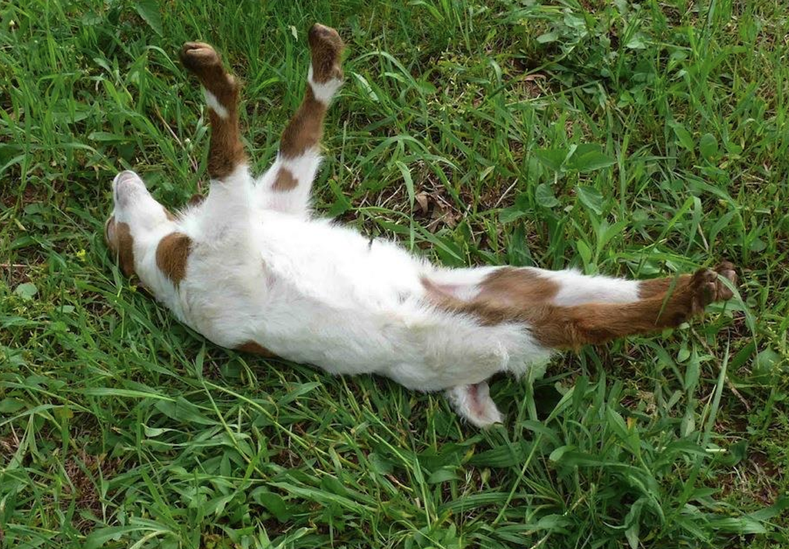 <p>What Goat is this?</p>