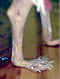 <p><span style="background-color: transparent;"><strong><span>Carpal Hyperextension or Luxation</span></strong></span></p>