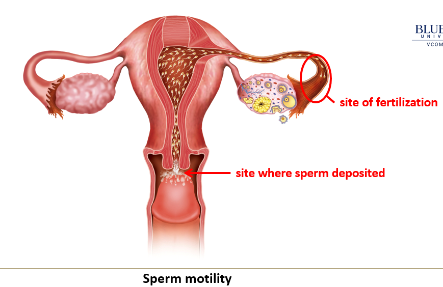 <p>Around <strong>2–6 ml</strong> of semen is deposited in the <strong>vagina near the cervix</strong>.</p>