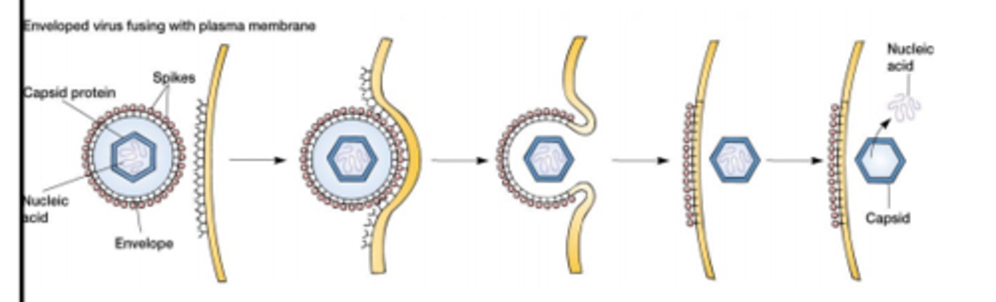 <p>Virus fuses to cell membrane for penetration</p>