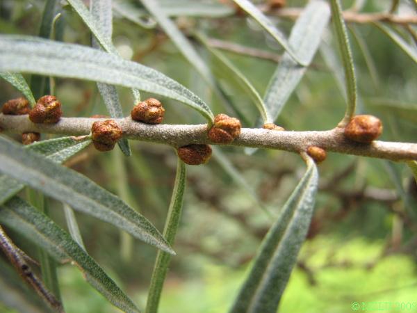 <p><span><em>Hippophaë rhamnoides</em></span></p>