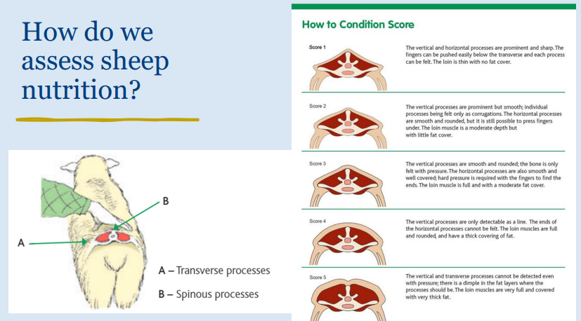 <p>body condition</p><p>lactation is hard on them so need more food</p>