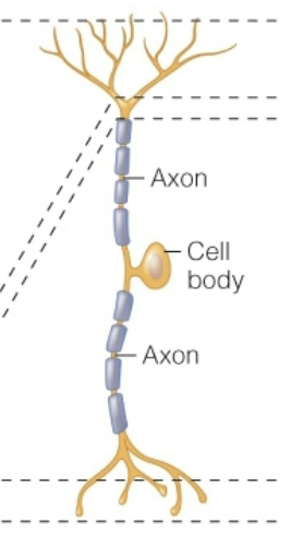 <p>one main process from cell body</p>