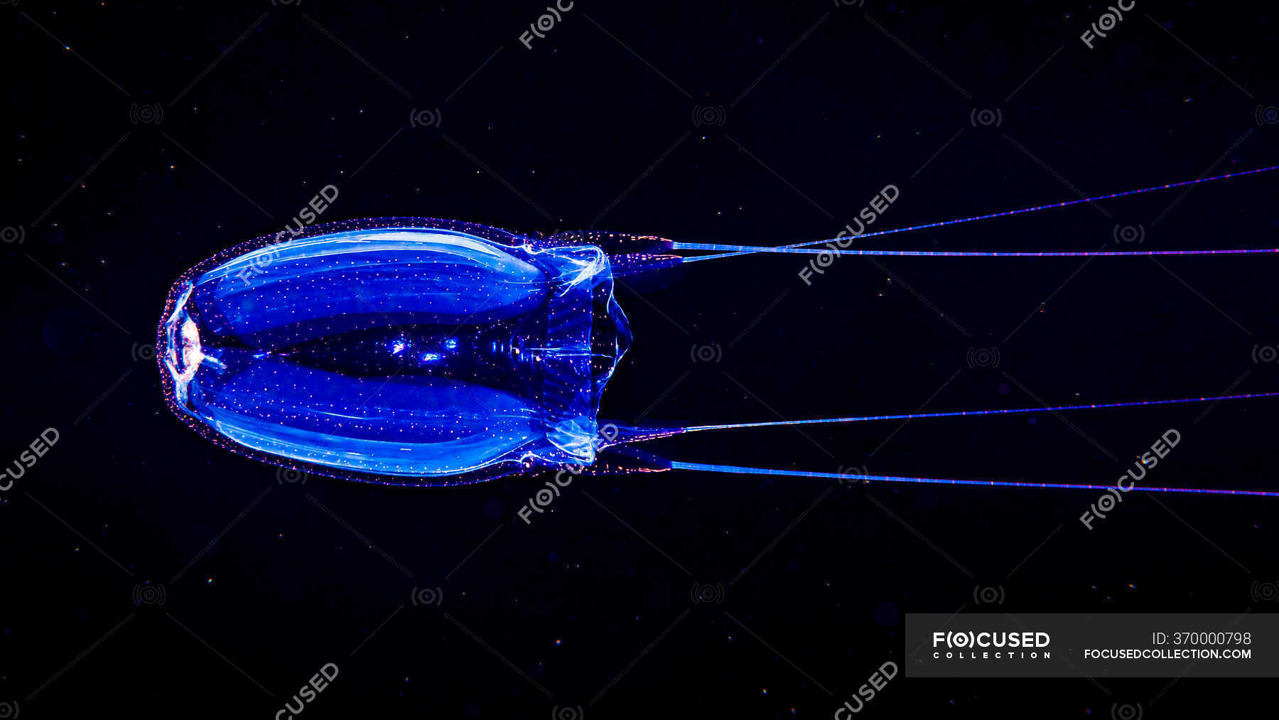 <p>Box Jellies and Sea Wasps</p>