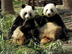 a group of similar organisms that can breed and produce fertile offspring